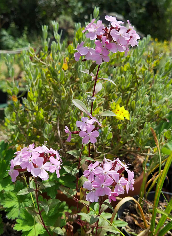 Saponaria sicula var intermedia 'Sigurd'